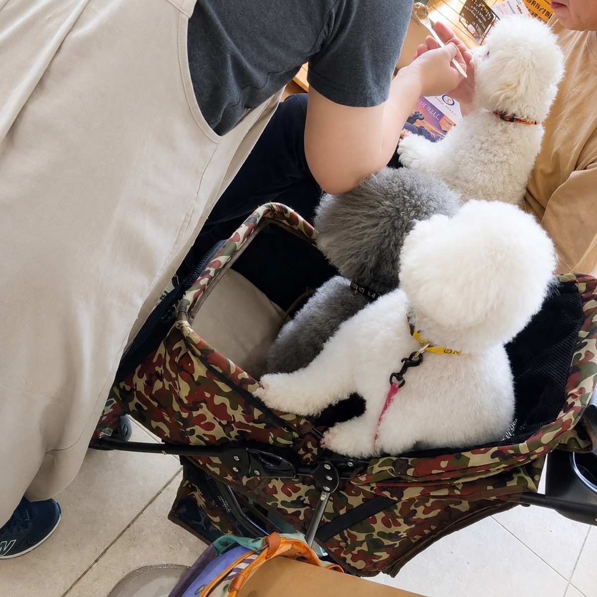カートの中から真剣にセミナーを聞くワンちゃんたち